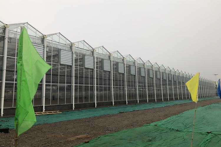 濟南智能紋洛玻璃溫室 鋼化玻璃穹頂下的無土栽培新圖景